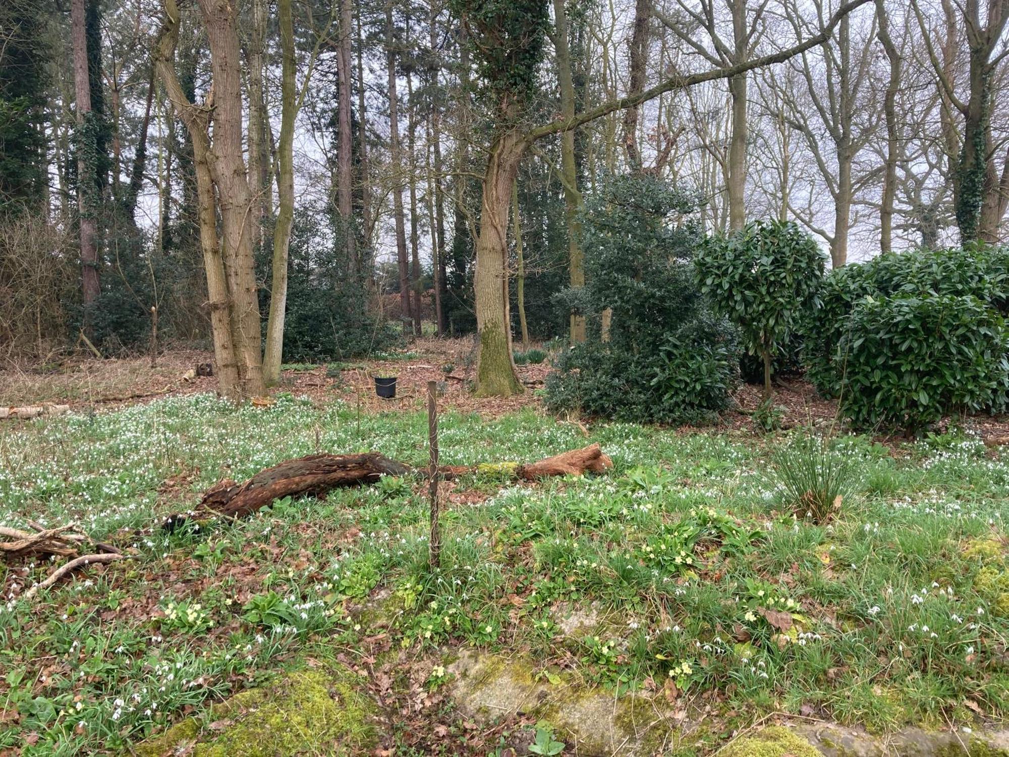 Woodland Retreat, Market Lane, Blundeston, Lowestoft المظهر الخارجي الصورة